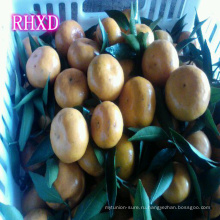 Кино мандарин мандарин оранжевый цитрусовых фруктов из Китая